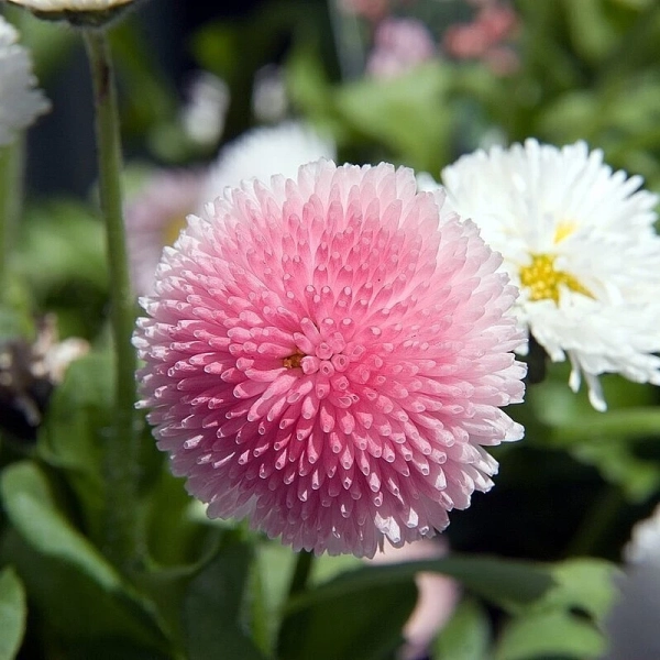 Stokrotka Bellis Tasso Strawberries Cream - kwiat